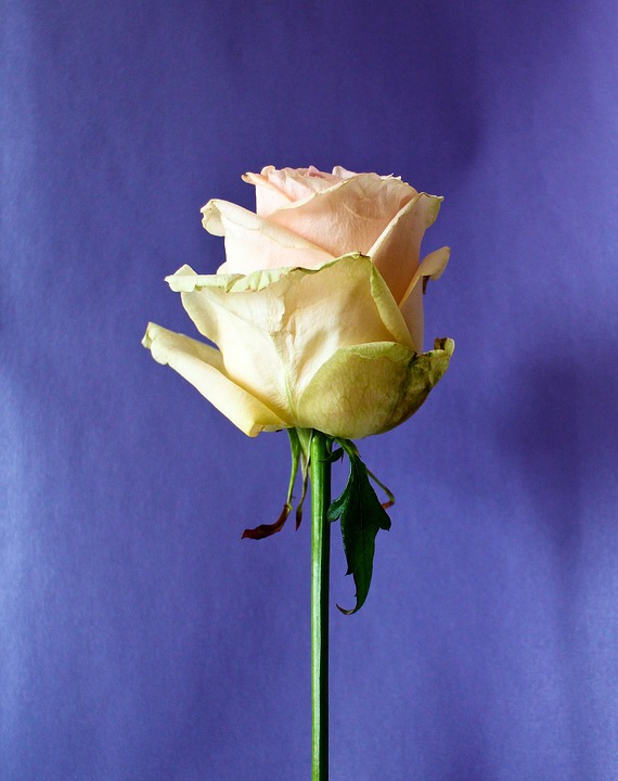 장미 - Rose, Rosa hybrida