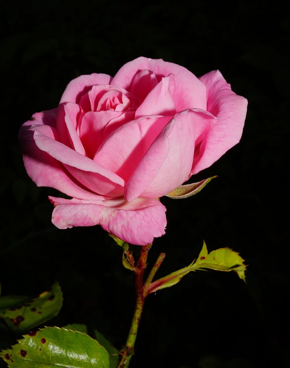 장미 - Rose, Rosa hybrida