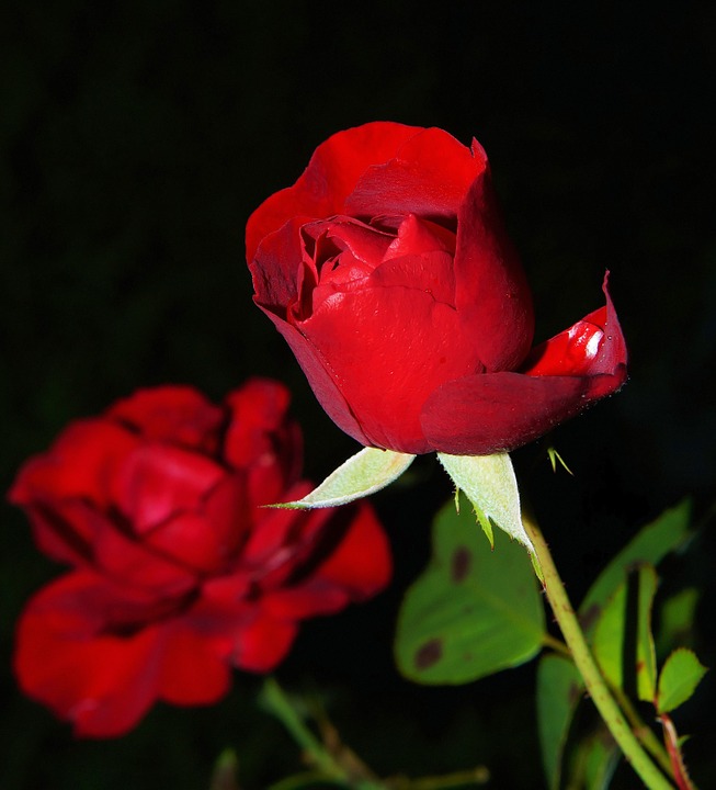 장미 - Rose, Rosa hybrida