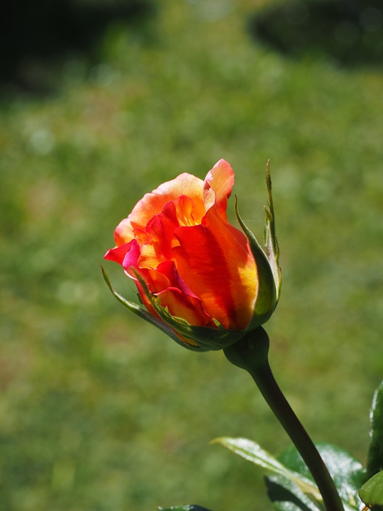장미 - Rose, Rosa hybrida