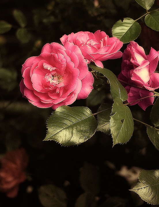 장미 - Rose, Rosa hybrida