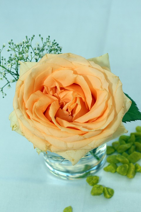 장미 - Rose, Rosa hybrida