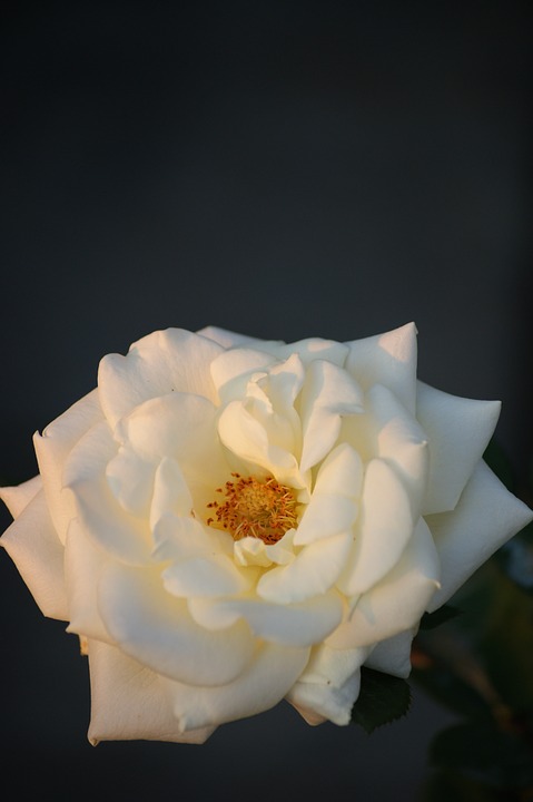 장미 - Rose, Rosa hybrida