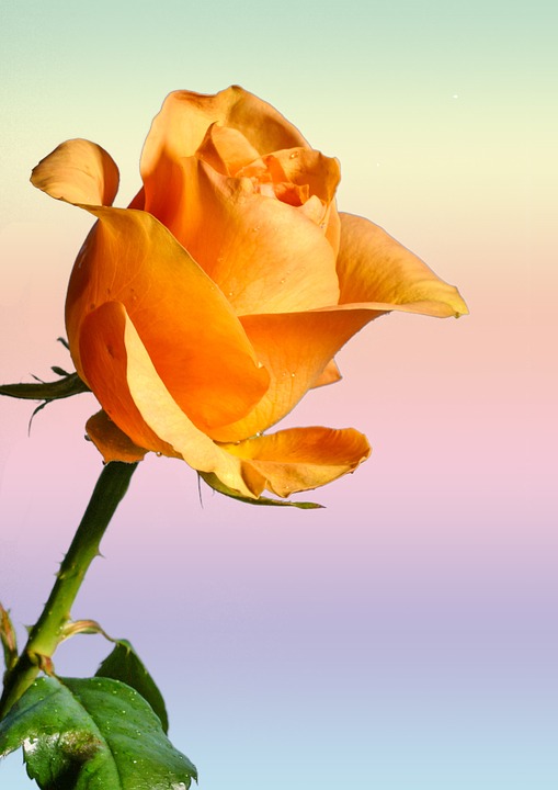 장미 - Rose, Rosa hybrida