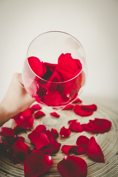 장미 - Rose, Rosa hybrida
