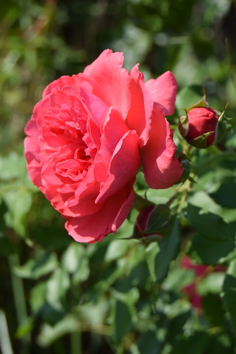 장미 - Rose, Rosa hybrida