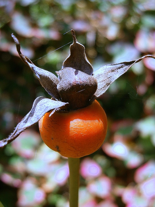 장미 - Rose, Rosa hybrida
