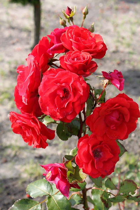 장미 - Rose, Rosa hybrida
