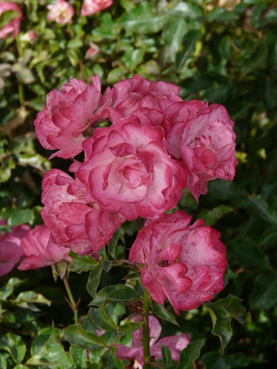 장미 - Rose, Rosa hybrida