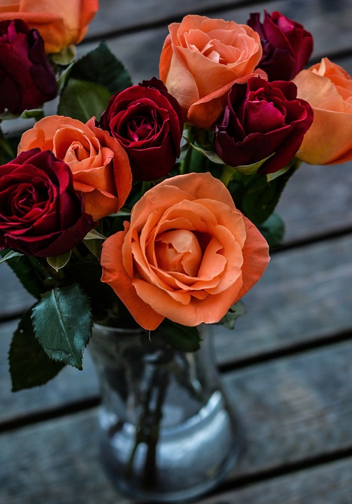 장미 - Rose, Rosa hybrida