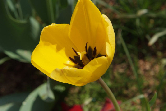 튤립 - Tulip, Tulipa gesneriana