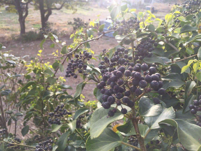 송악 - Japanese Evergreen Ivy, Hedera rhombea (Miq.) Bean