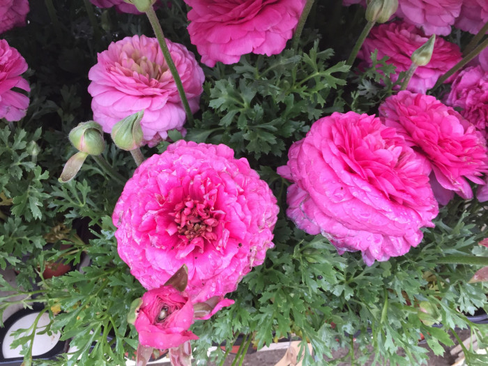 라넌큘러스 - Ranunculus asiaticus