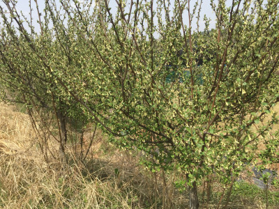 보리수나무 사진 - Elaeagnus umbellata Thunb. Photos