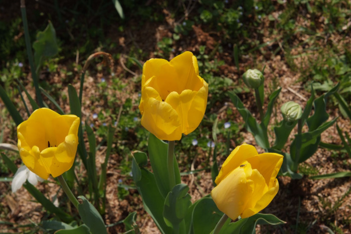 튤립 - Tulip, Tulipa gesneriana