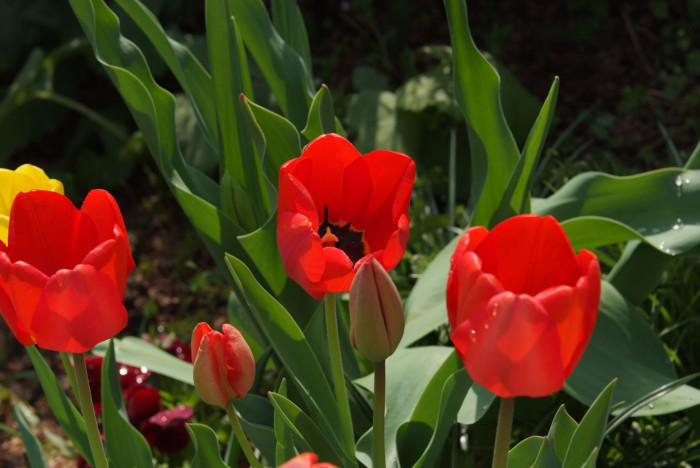 튤립 - Tulip, Tulipa gesneriana