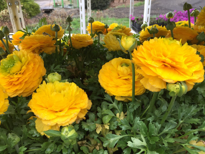 라넌큘러스 - Ranunculus asiaticus