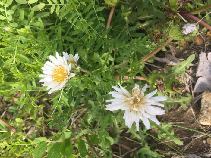흰민들레 - Taraxacum coreanum Nakai