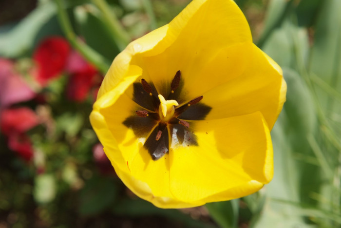 튤립 - Tulip, Tulipa gesneriana