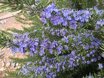 로즈마리 사진 - Rosmarinus offcinalis Photos