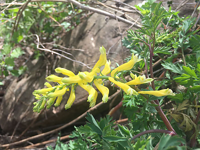 갯괴불주머니 사진 - Corydalis platycarpa (Maxim.) Makino Photos
