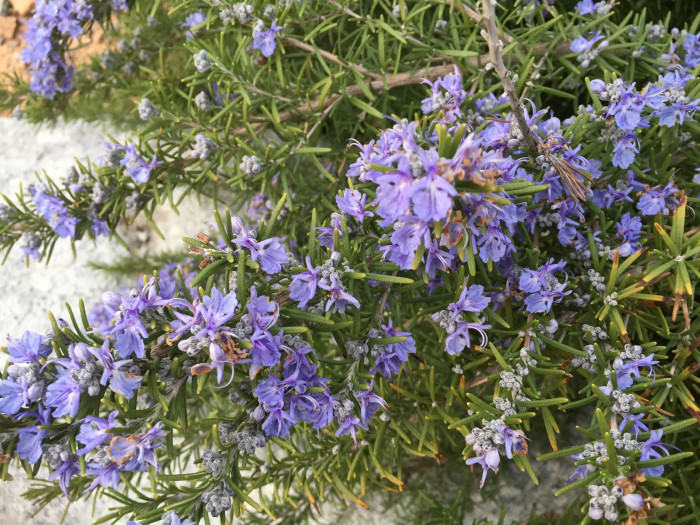 로즈마리 - Ros Marinus, Rosmarinus offcinalis
