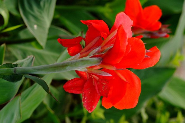 칸나 - Canna lily, Canna spp