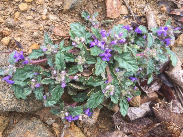 금창초 - Ajuga decumbens Thunb.