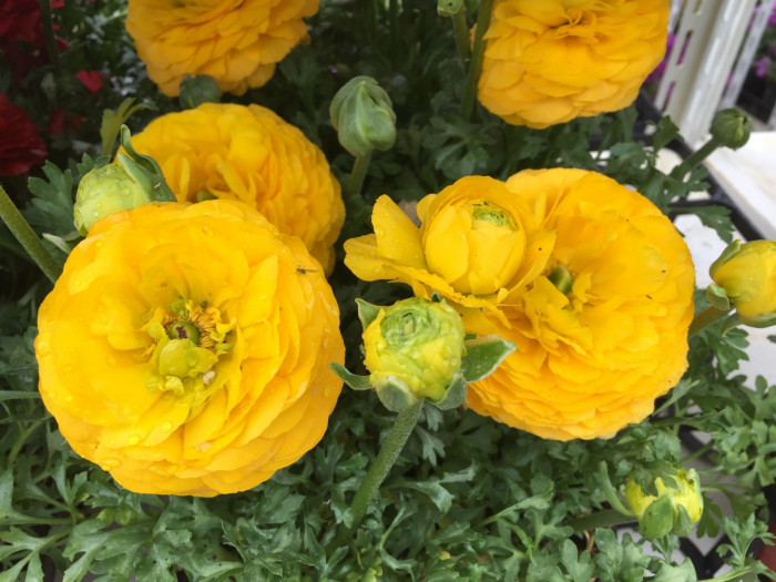 라넌큘러스 - Ranunculus asiaticus