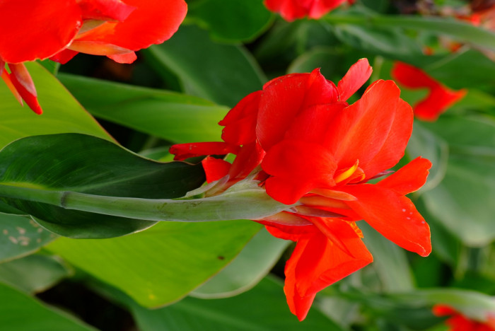칸나 - Canna lily, Canna spp