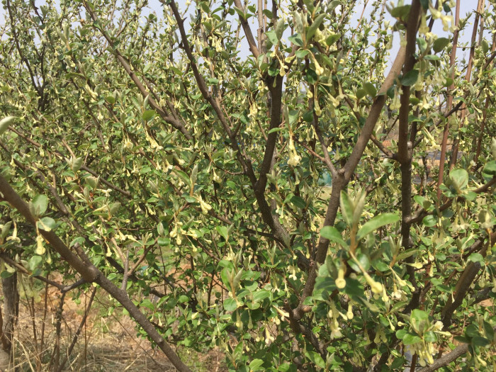 보리수나무 - Littleleaf linden tree, Elaeagnus umbellata Thunb.