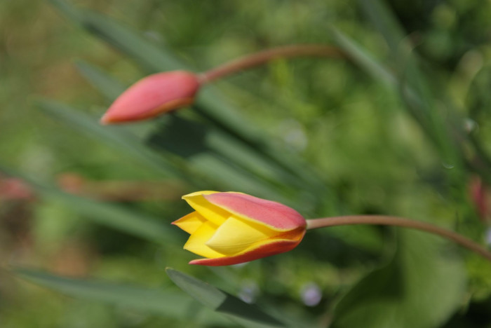 튤립 - Tulip, Tulipa gesneriana