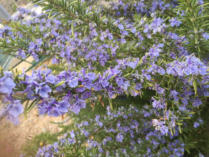 로즈마리 - Ros Marinus, Rosmarinus offcinalis