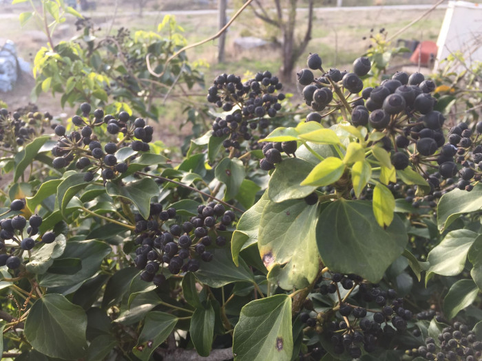 송악 - Japanese Evergreen Ivy, Hedera rhombea (Miq.) Bean
