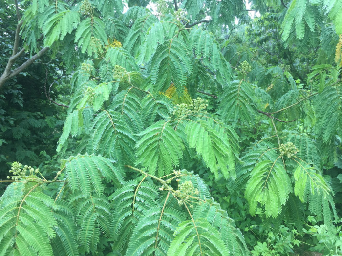 자귀나무 - Albizzia julibrissin