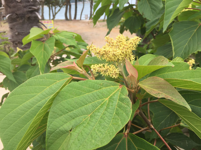 예덕나무 - Mallotus japonicus (Thunb.) Muell. Arg.