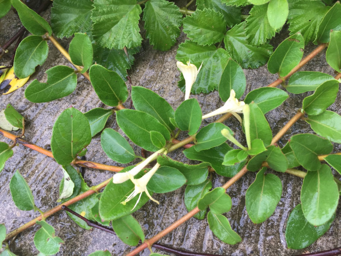 인동덩굴 - Lonicera japonica Thunb.