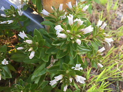 갯까치수염 사진 - Lysimachia mauritiana Lam. Photos