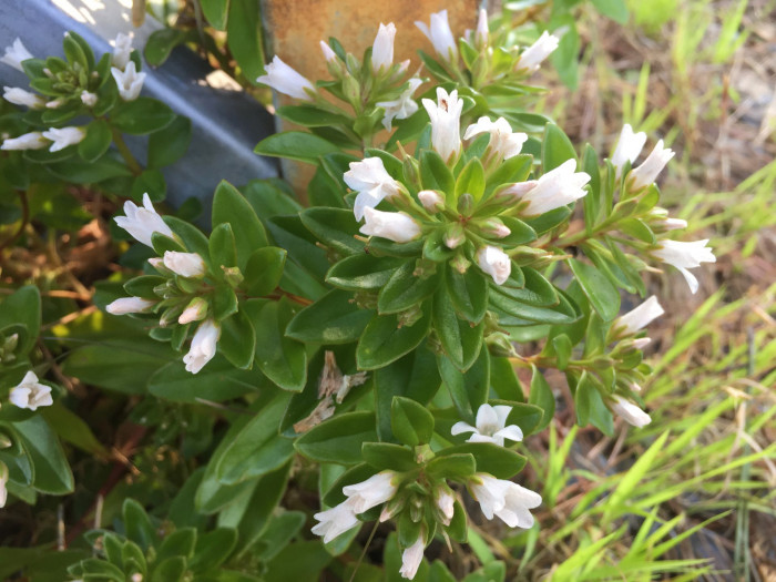 갯까치수염 - Lysimachia mauritiana Lam.