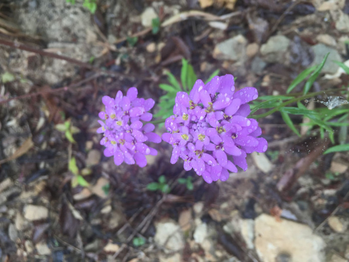 눈꽃 - Candytuft, Iberis sempervirens
