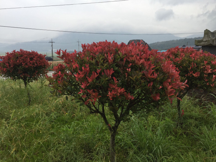 홍가시나무 - Red Robin, Photinia glabra (Thunb.) Maxim.