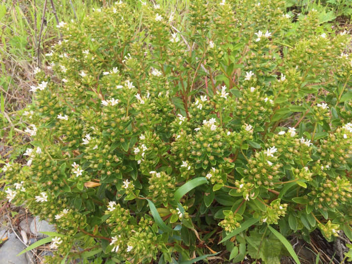 갯까치수염 - Lysimachia mauritiana Lam.