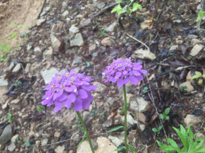 눈꽃 - Candytuft, Iberis sempervirens