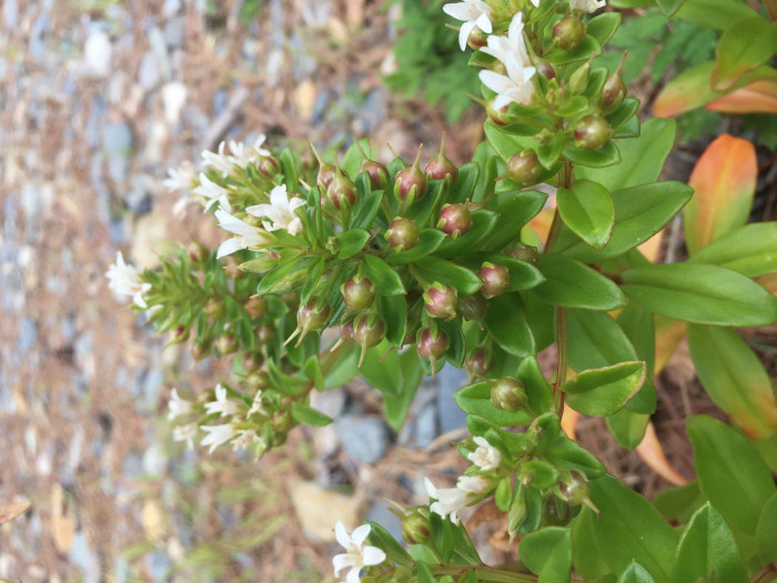 갯까치수염 - Lysimachia mauritiana Lam.