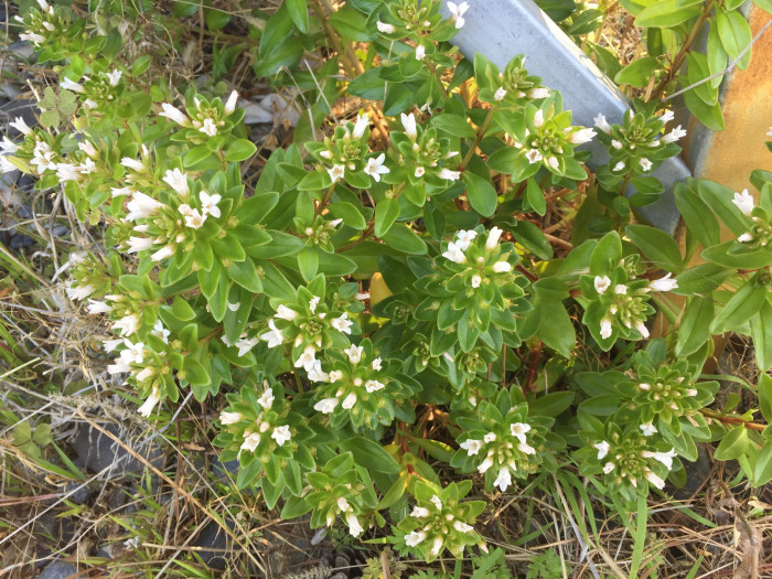갯까치수염 - Lysimachia mauritiana Lam.