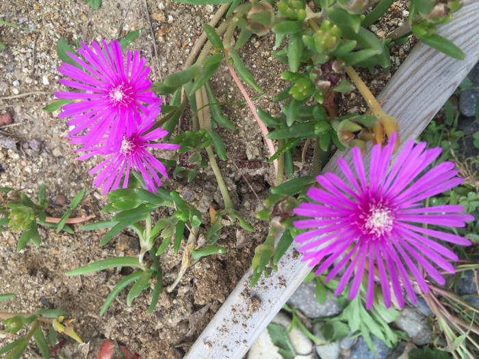 송엽국 - Trailing Ice Plant, Lampranthus spectabilis
