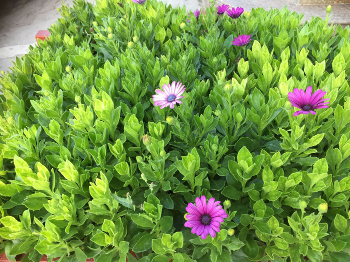 오스테오스펄멈 - Osteospermum, Osteospermum ecklonis