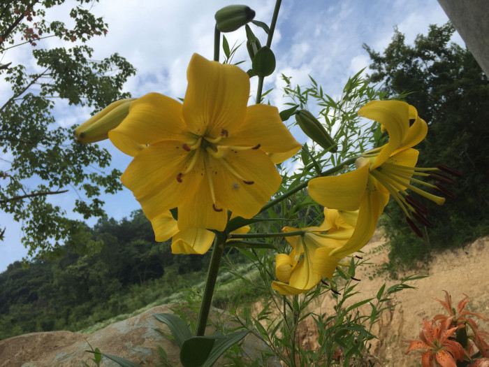 백합 - Lily, Lilium longiflorum Thunb.