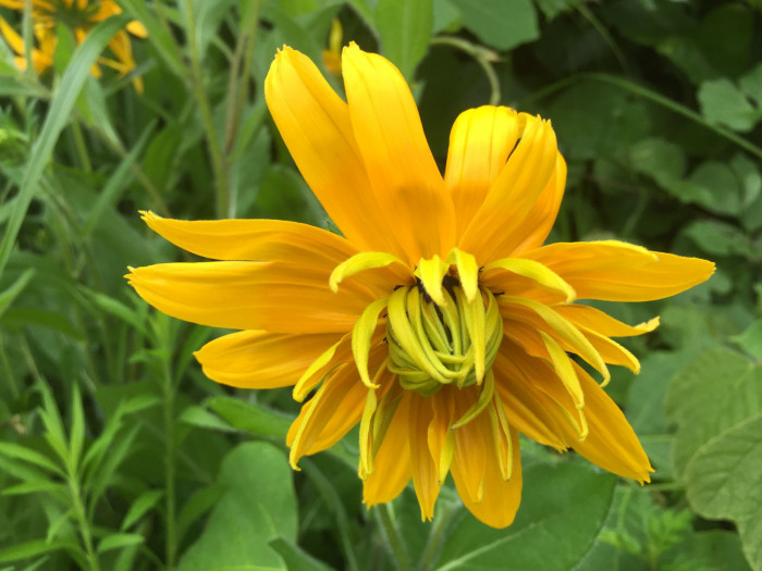 천인국 - Indian blanket, Gaillardia pulchella Foug.