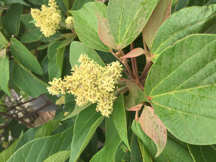 예덕나무 - Mallotus japonicus (Thunb.) Muell. Arg.